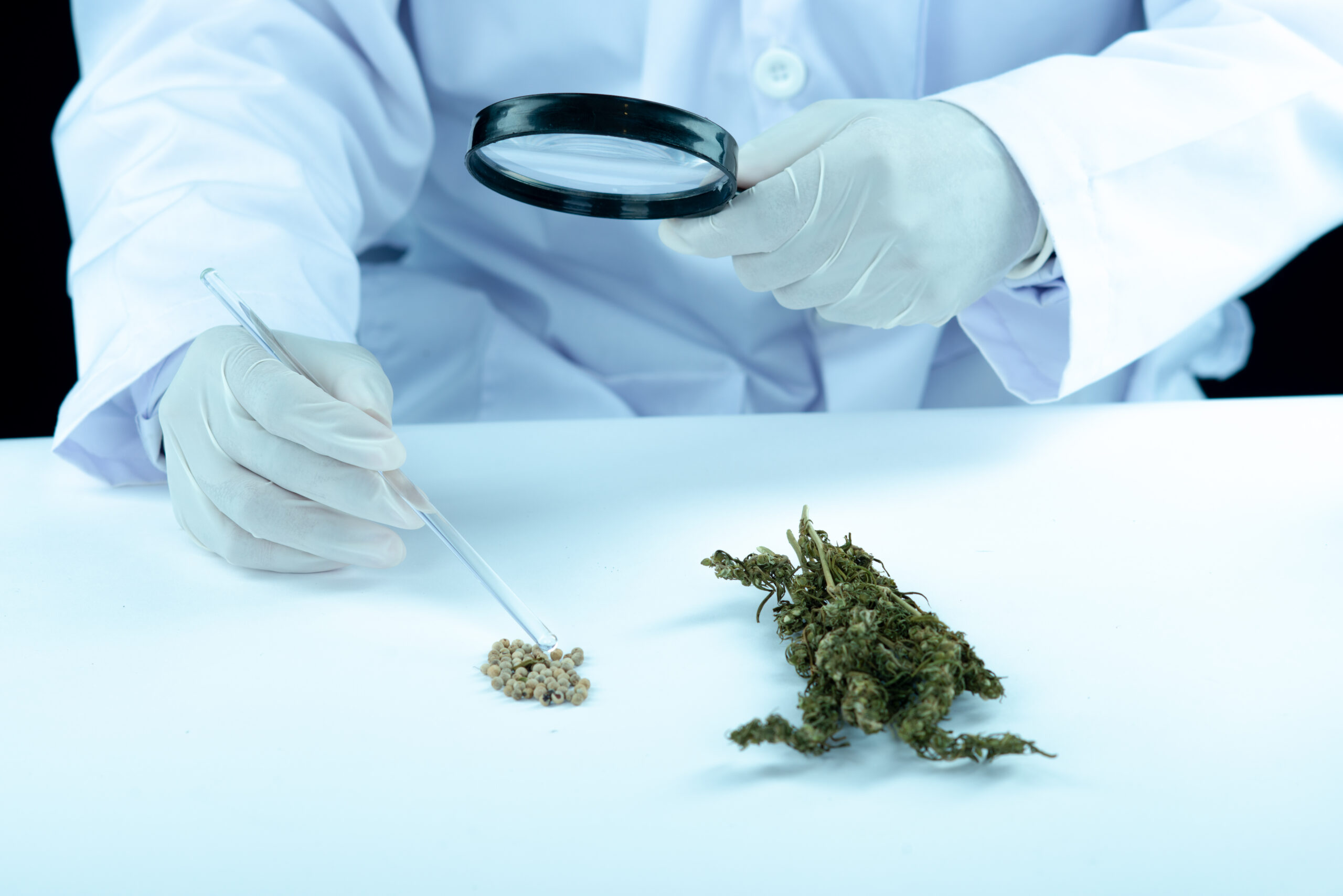 medical weed florida